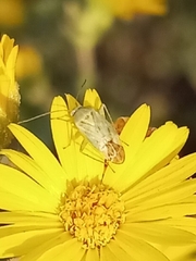 Taylorilygus apicalis