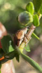 Gonipterus platensis