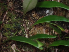 Pyrrosia confluens