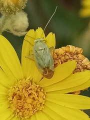 Taylorilygus apicalis