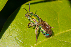 Pseudaugochlora graminea