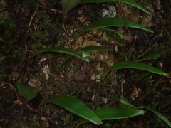 Pyrrosia confluens