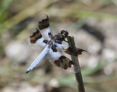 Plathemis subornata