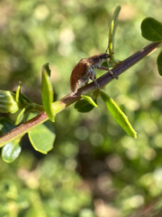 Gonipterus platensis