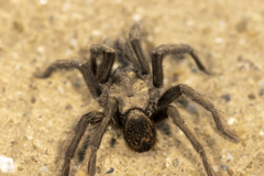 Aphonopelma johnnycashi