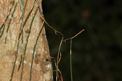 Dendrobium teretifolium