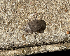 Hymenarcys nervosa