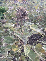 Hibiscus lasiocarpos