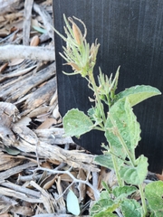 Ruellia occidentalis