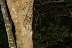 Dendrobium teretifolium