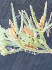 Ruellia occidentalis