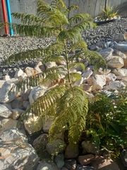 Myriopteris myriophylla