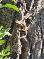 Liolaemus chiliensis