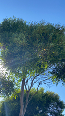 Acacia confusa
