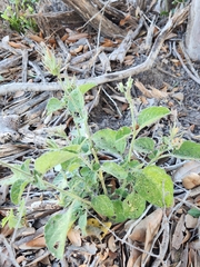 Ruellia occidentalis
