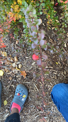 Berberis