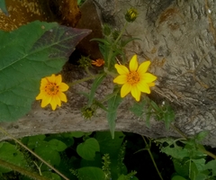 Simsia amplexicaulis