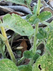 Ruellia occidentalis