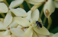 Oestroidea