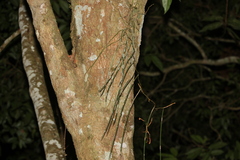 Dendrobium teretifolium