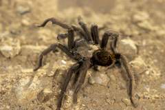 Aphonopelma johnnycashi
