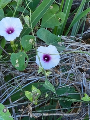 Ipomoea amnicola