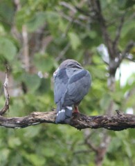 Ducula pinon