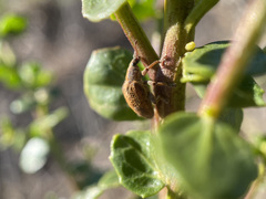 Gonipterus platensis