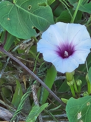 Ipomoea amnicola