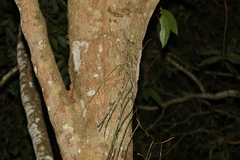 Dendrobium teretifolium