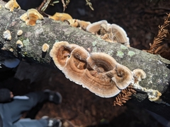 Trametes ochracea