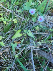 Ipomoea amnicola