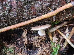 Amanita solaniolens