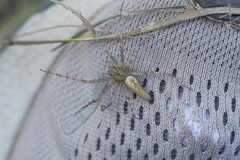 Peucetia viridans
