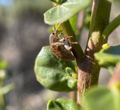 Gonipterus platensis