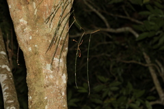 Dendrobium teretifolium