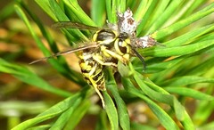 Vespula maculifrons