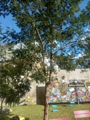 Pithecellobium dulce