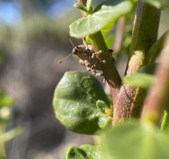 Gonipterus platensis