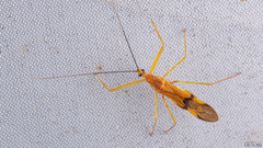 Lingnania braconiformis