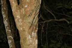 Dendrobium teretifolium