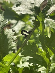 Nematocampa
