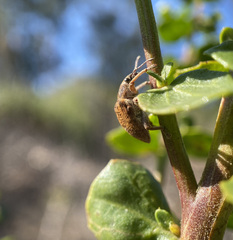 Gonipterus platensis