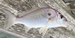 Leiostomus xanthurus