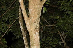 Dendrobium teretifolium