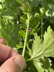 Nematocampa