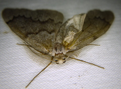 Nepytia pellucidaria