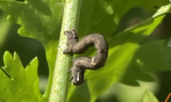 Nematocampa