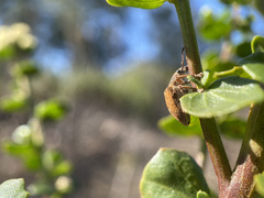 Gonipterus platensis