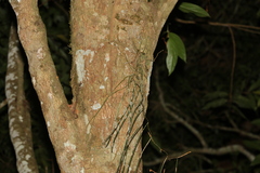 Dendrobium teretifolium